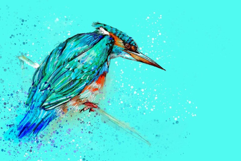 Image of Kingfisher by Stuart Roy